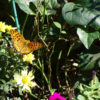 花壇の蝶